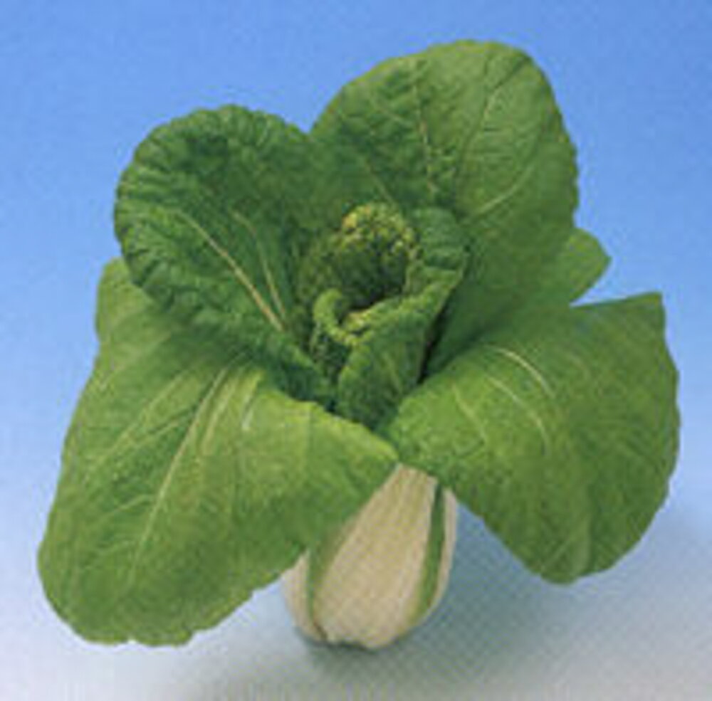 樂天商城 - 早生長崎白菜 1L袋 白菜 ハクサイ はくさい ヤエ育成 【八江農芸 種 たね タネ】【通常5倍 5のつく日はポイント10倍対象外商品ポイント3倍固定商品】
