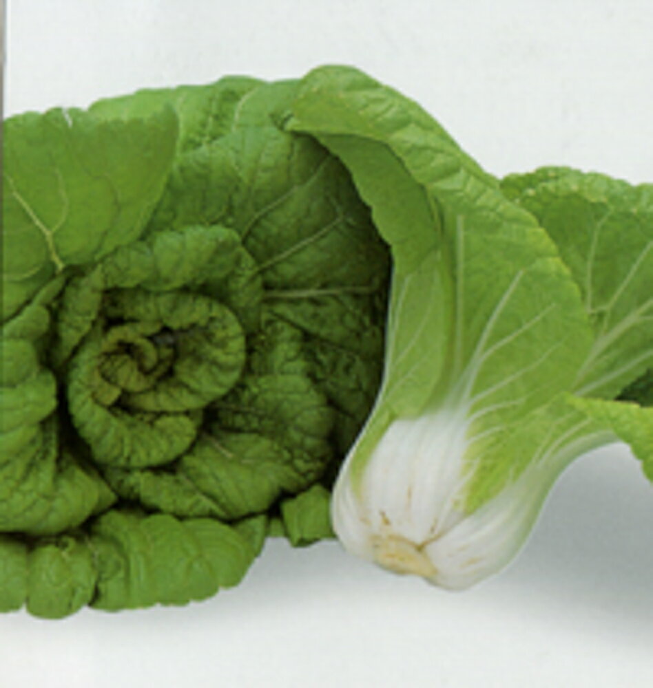 唐八景 1L袋 白菜 ハクサイ はくさい ヤエ育成 【八江農芸 種 たね タネ】【通常5倍 5のつく日はポイン..