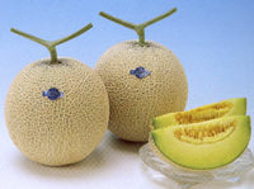 アールスセイヌ夏1 100粒 めろん メロン 舐瓜 ヤエ交配 【八江農芸 種 たね タネ】【通常5倍 5のつく日はポイント10倍対象外商品ポイント3倍固定商品】