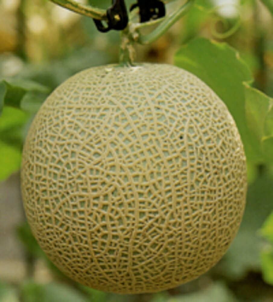 アールスセイヌ秋冬1 100粒 めろん メロン 舐瓜 ヤエ交配 【八江農芸 種 たね タネ】【通常5倍 5のつく日はポイント10倍対象外商品ポイント3倍固定商品】