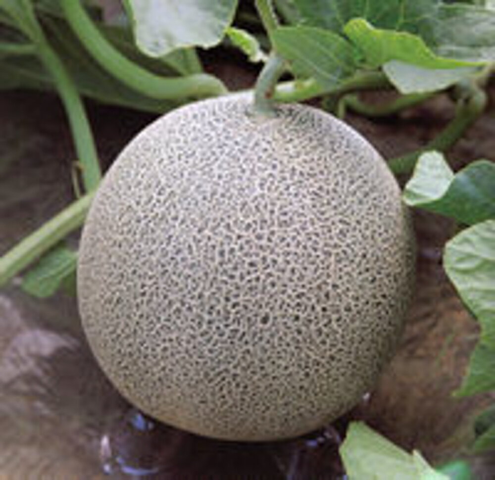 シャーロック 100粒 めろん メロン 舐瓜 ヤエ交配 【八江農芸 種 たね タネ】【通常5倍 5のつく日はポイント10倍対象外商品ポイント3倍固定商品】