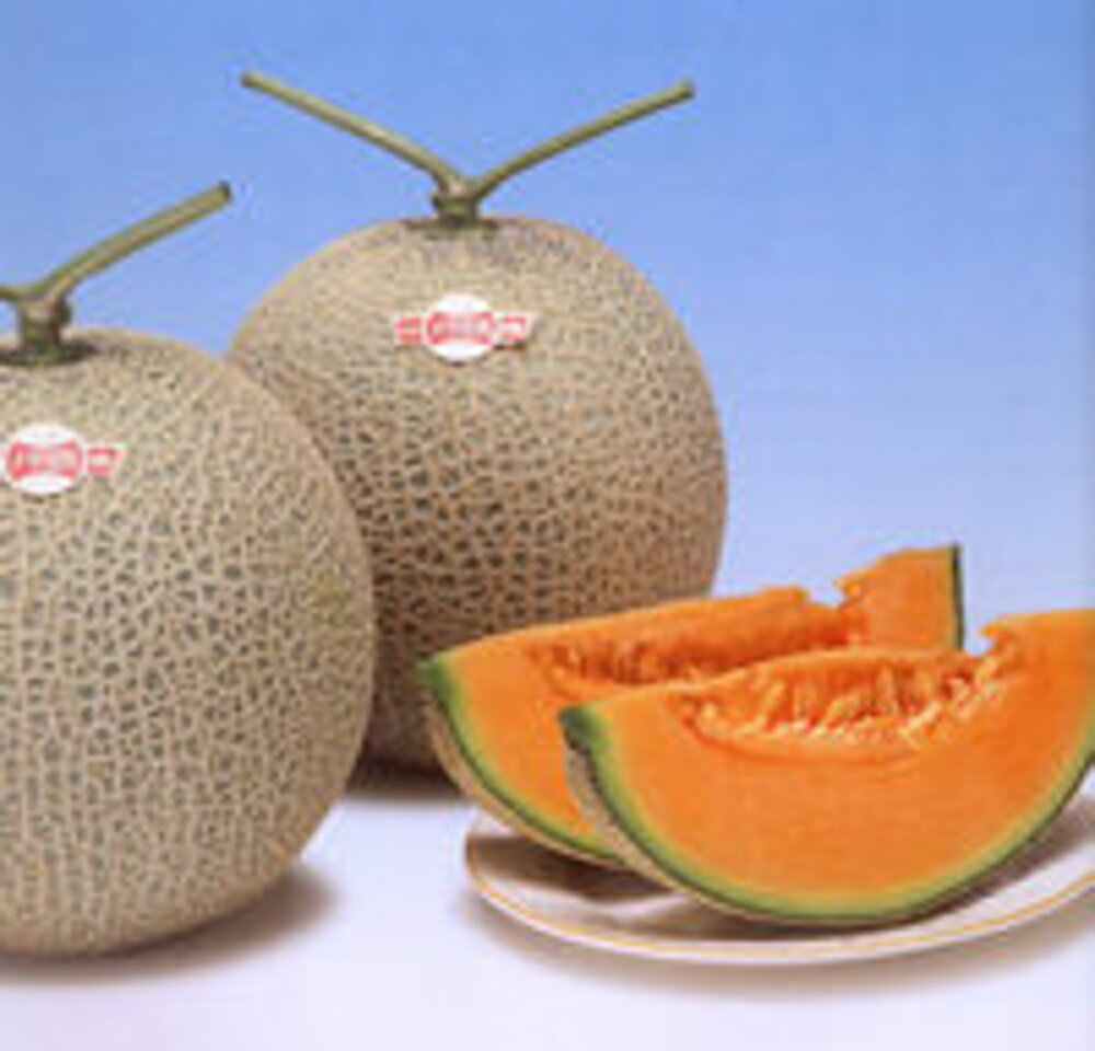 樂天商城 - パリス 秋冬1（赤肉種） 100粒 めろん メロン 舐瓜 ヤエ交配 【八江農芸 種 たね タネ】【通常5倍 5のつく日はポイント10倍対象外商品ポイント3倍固定商品】
