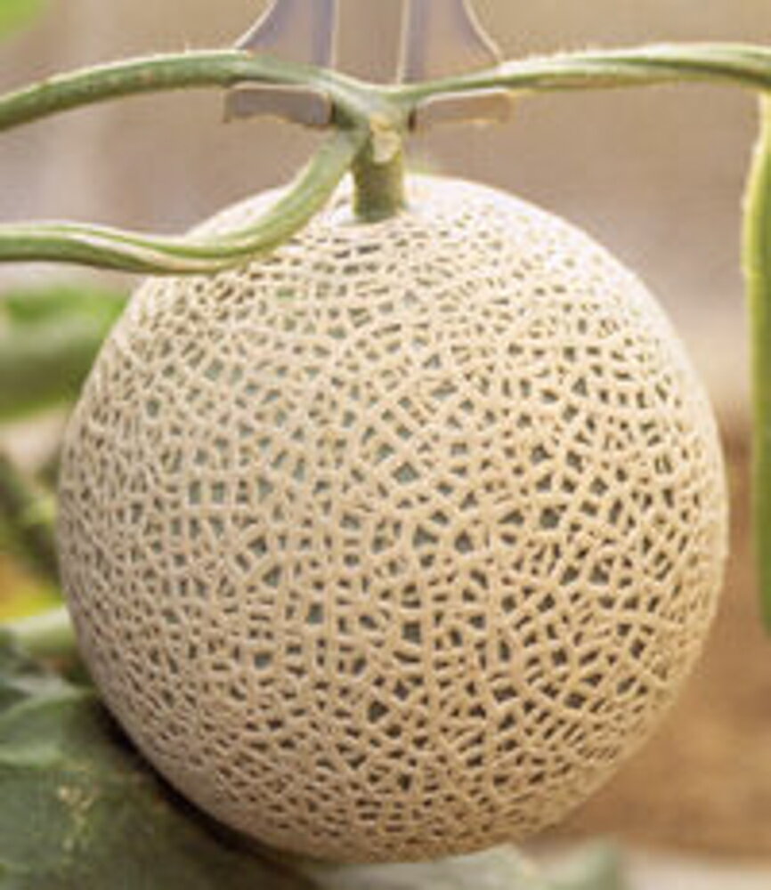 �x�l�`�A�H�~1 100�� �߂�� ������ �r�Z ���G��z  ���]� �| �� ���� �^�l  �ʏ�5�{ 5�̂����� �ΏۊO���i�|�C���g3�{�Œ菤�i 