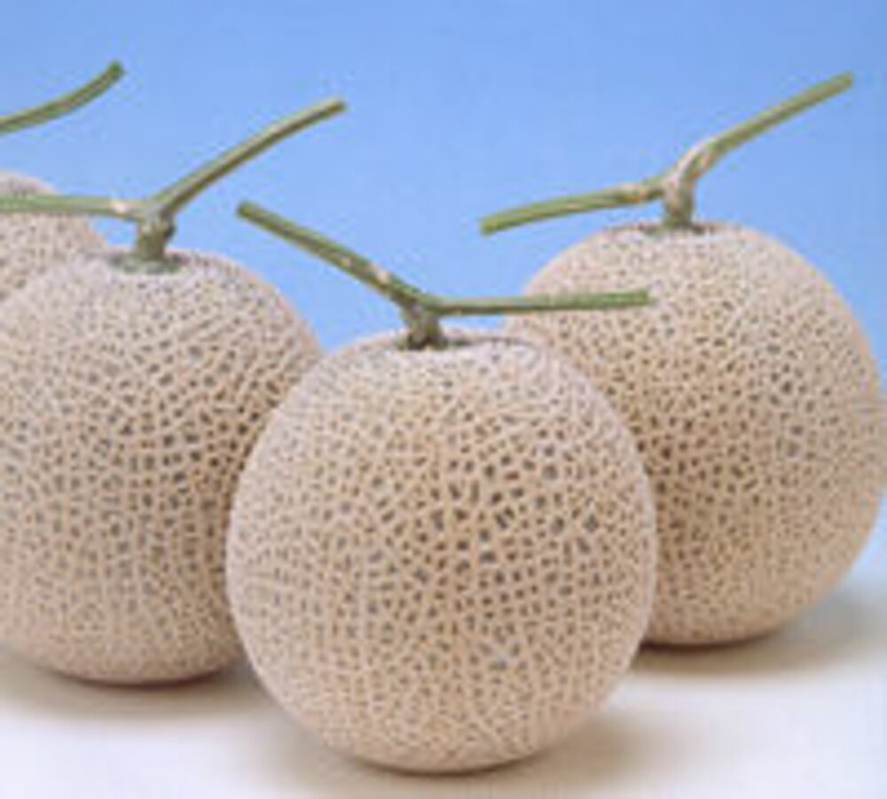 樂天商城 - ベネチア秋冬2 100粒 めろん メロン 舐瓜 ヤエ交配 【八江農芸 種 たね タネ】【通常5倍 5のつく日はポイント10倍対象外商品ポイント3倍固定商品】