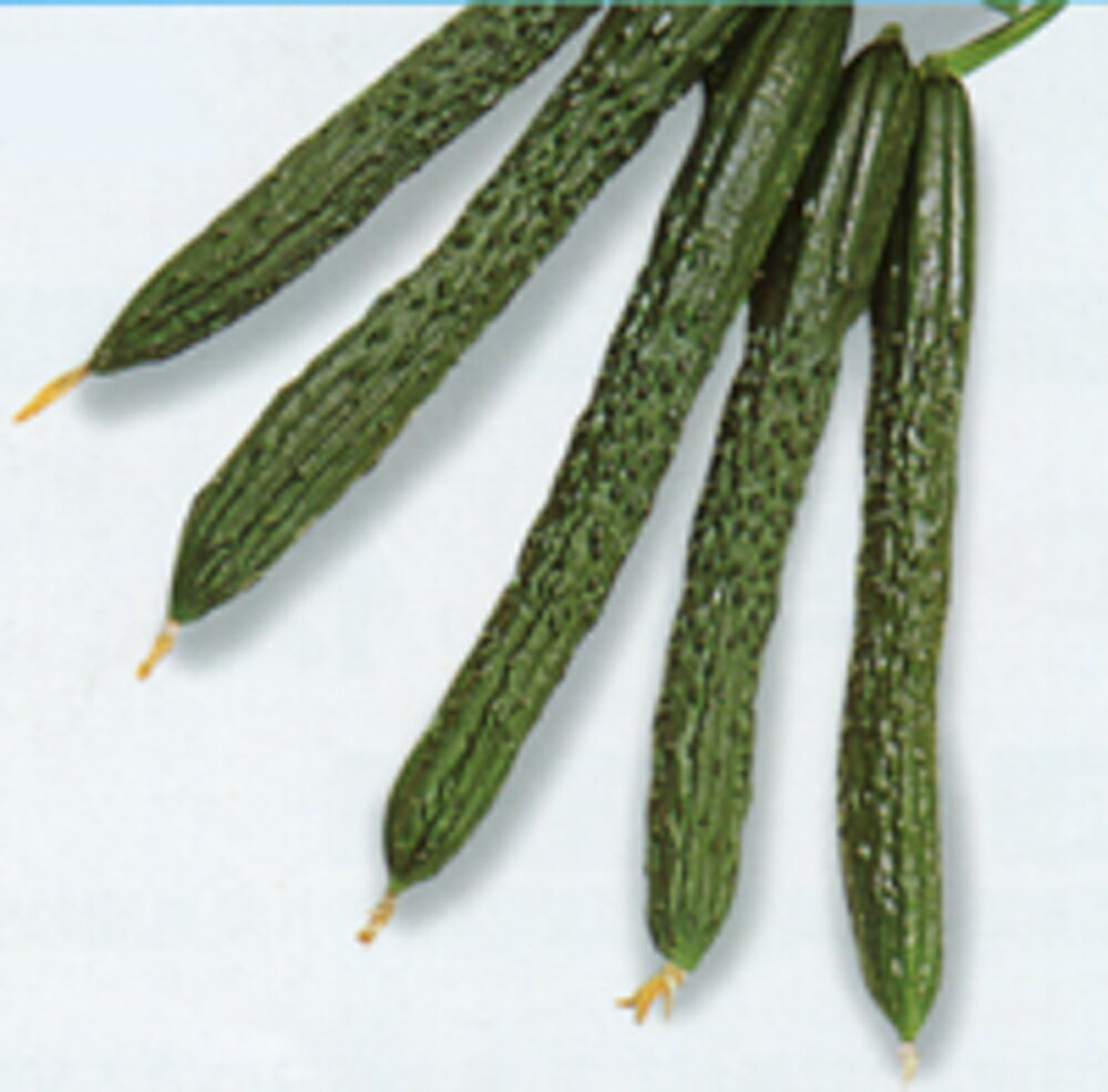 Seeds - 夏珠 500粒 胡瓜 キュウリ きゅうり ヤエ交配 【八江農芸 種 たね タネ】【通常5倍 5のつく日はポイント10倍対象外商品ポイント3倍固定商品】