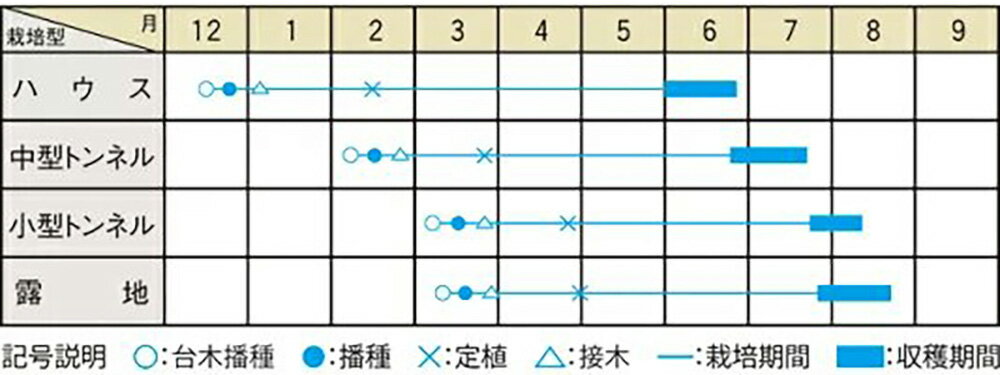 春爽赤 200粒 スイカ すいか 西瓜【大和農園 種 たね タネ】【通常5倍 5のつく日は...
