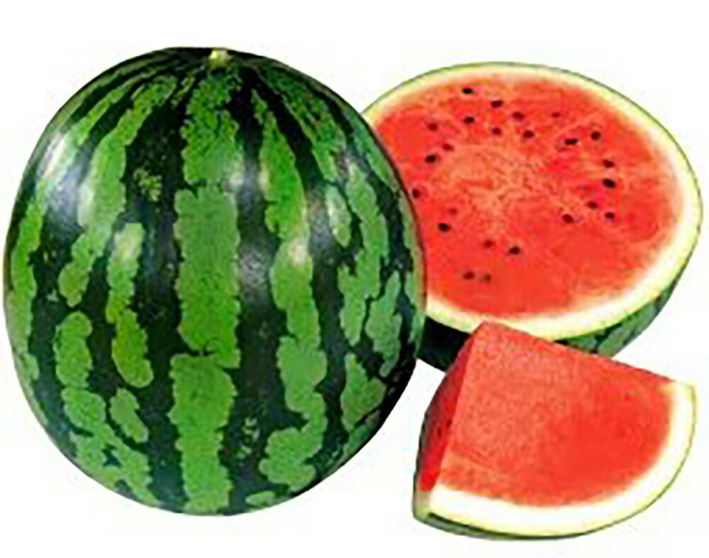 其它 - 夏きらら 200粒 スイカ すいか 西瓜【大和農園 種 たね タネ】【通常5倍 5のつく日はポイント10倍】