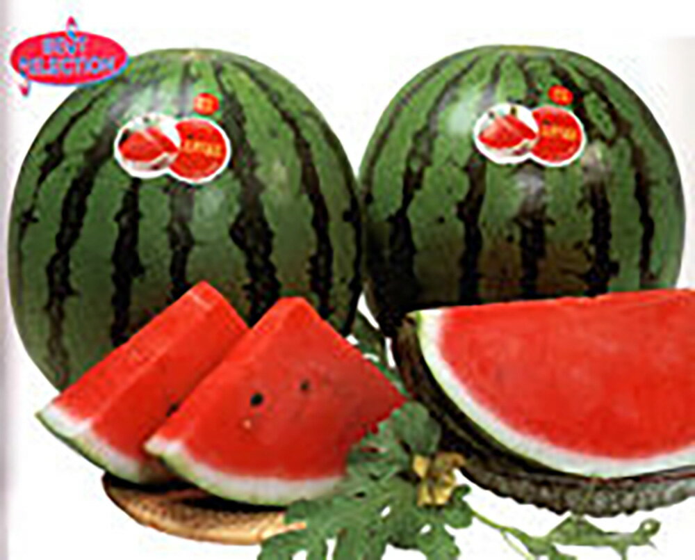 【ポイント5倍 5のつく日は10倍】縞王マックスKE 200粒 スイカ すいか 西瓜【大和農園 種 たね タネ】