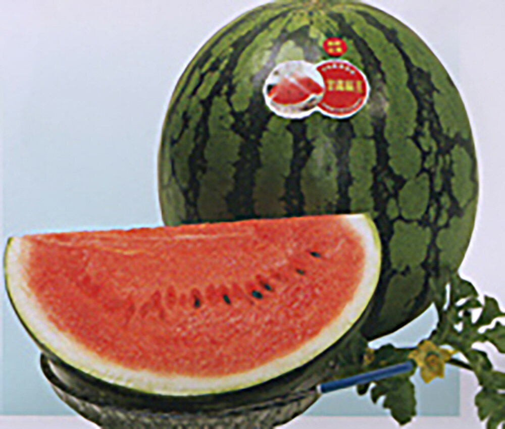 甘露縞王 200粒 スイカ すいか 西瓜【大和農園 種 たね タネ】【通常5倍 5のつく日はポイント10倍】