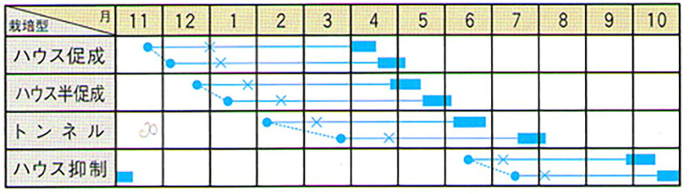サンドール 100粒 めろん メロン 舐瓜【大和農園 種 たね タネ】【通常5倍 5のつく日はポイント10倍】 2