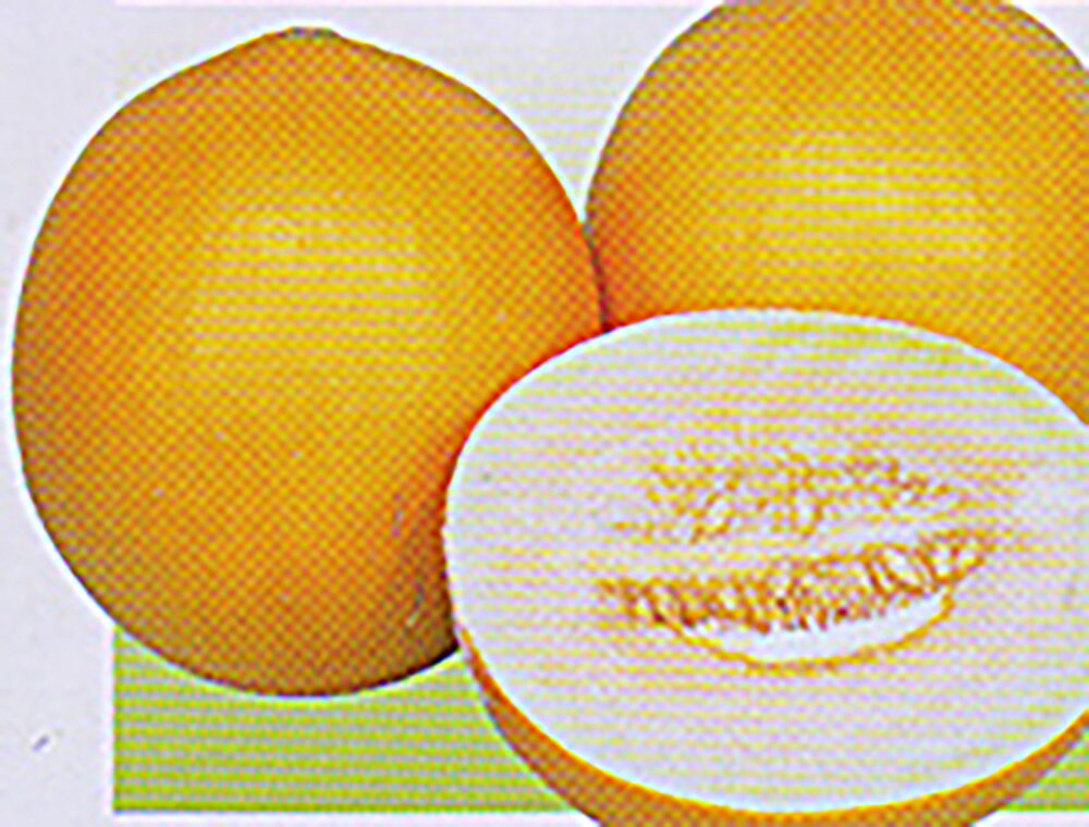 エロークインL 100粒 めろん メロン 舐瓜【大和農園 種 たね タネ】【通常5倍 5のつく日はポイント10倍】