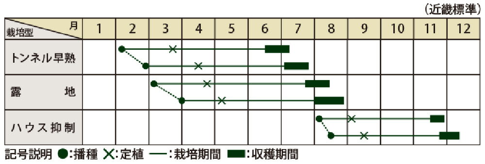 きみまろ 500粒 南瓜 カボチャ かぼちゃ【大和農園 種 たね タネ】【通常5倍 5のつ...
