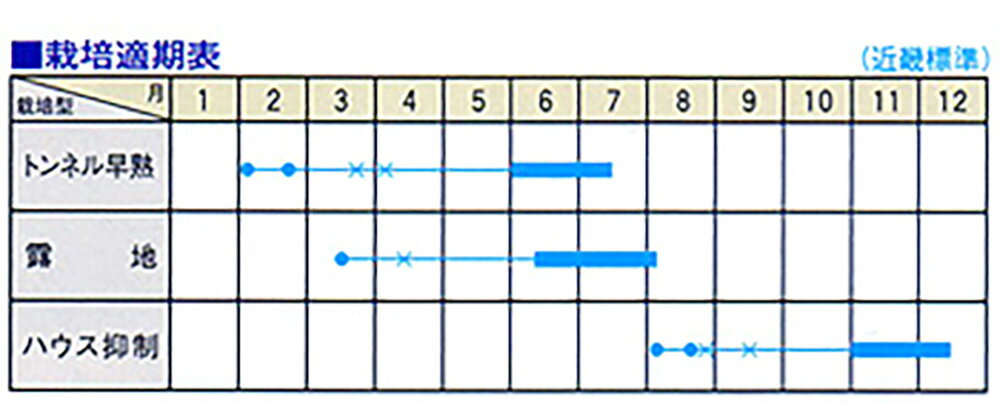 しろまろ 500粒 南瓜 カボチャ かぼちゃ【大和農園 種 たね タネ】【通常5倍 5のつ...