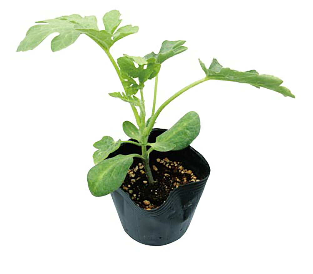 ゴーゴー8 1dl 台木 ダイギ だいぎ【大和農園 種 たね タネ】【通常5倍 5のつく日はポイント10倍】