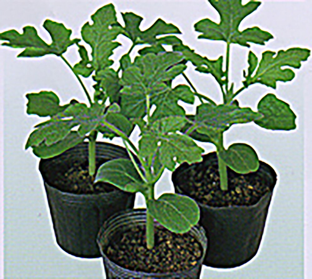 f r 神通力 2000粒 台木 ダイギ だいぎ【大和農園 種 たね タネ】【通常5倍 5のつく日はポイント10倍】