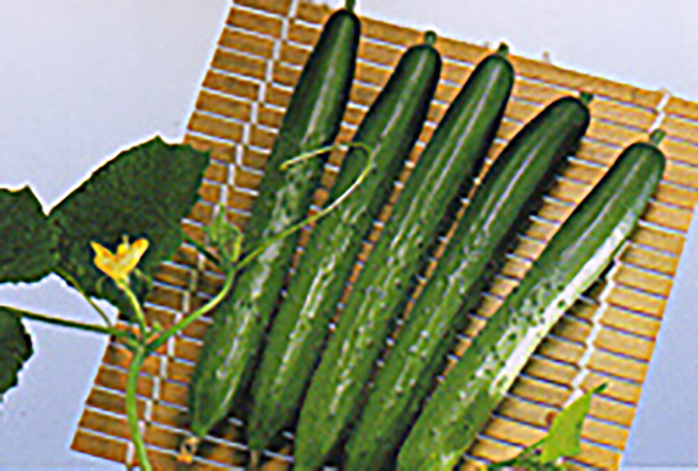 食味は抜群に良く、シャキシャキとした歯触り。