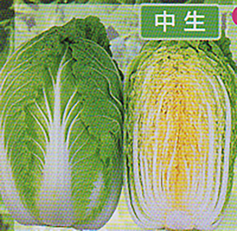 樂天商城 - 瑛玉 20ml 白菜 ハクサイ はくさい【大和農園 種 たね タネ】【通常5倍 5のつく日はポイント10倍】