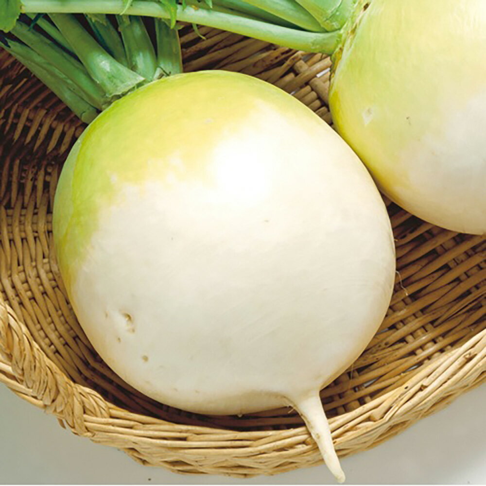 樂天商城 - 早太り聖護院 2dl 大根 ダイコン だいこん【大和農園 種 たね タネ】【通常5倍 5のつく日はポイント10倍】