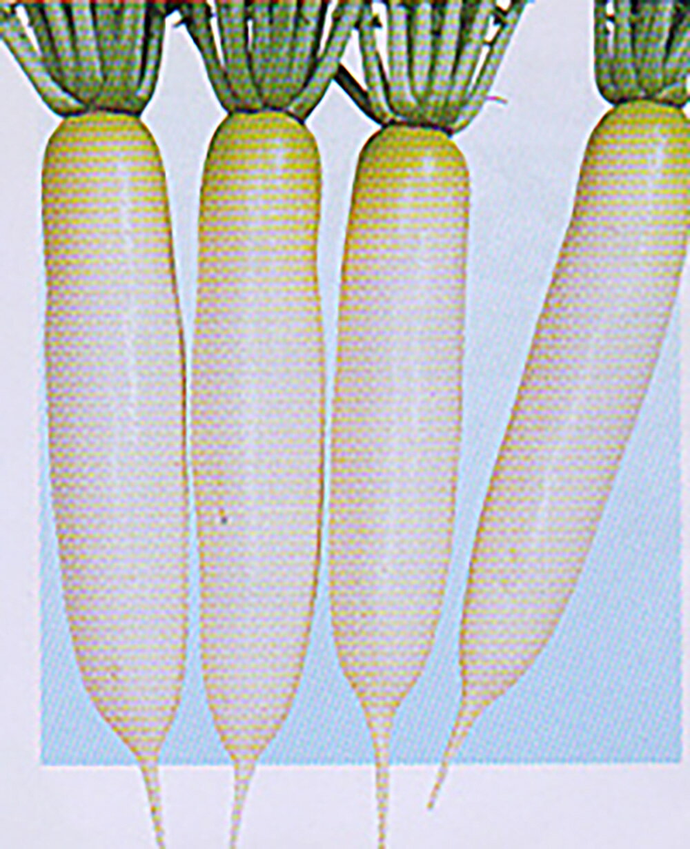 優春 2dl 大根 ダイコン だいこん【大和農園 種 たね タネ】【通常5倍 5のつく日はポイント10倍】