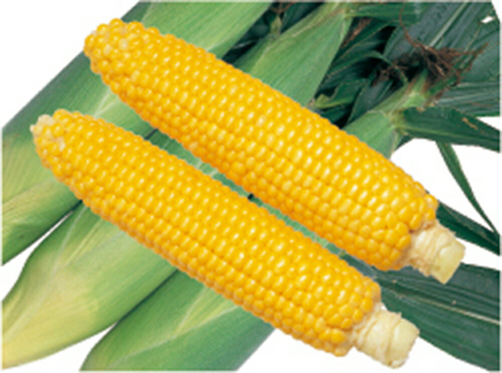 �������ۥ�������88 �ե���ॳ����1l �������ȥ����� ������� ��������� �� ���� ���� �ۡ��̾�5�� 5�ΤĤ����ϥݥ����10���оݳ����ʥݥ����3�ܸ�...