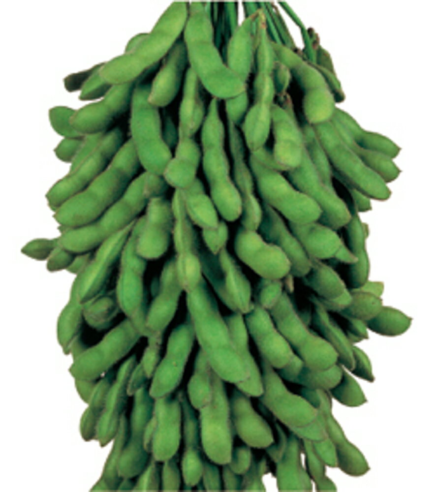 ���åݥ��ߥɥ� �ե���ॳ����1l ��Ʀ �����ޤ� �����ޥ� ������� ��������� �� ���� ���� �ۡ��̾�5�� 5�ΤĤ����ϥݥ����10���оݳ����ʥݥ����3...