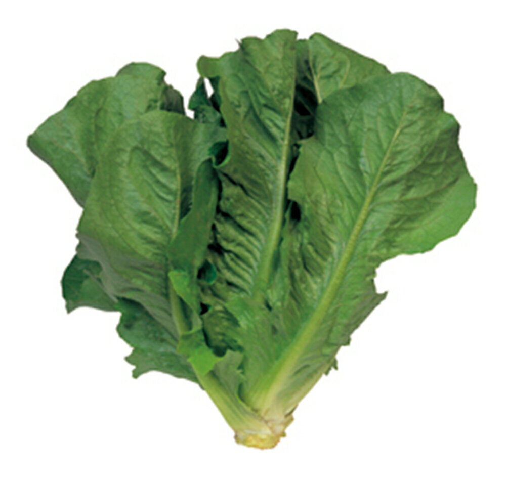 ���쥤�� �ڥ�åȥ�����5��γPC �쥿�� ������� ��������� �� ���� ���� �ۡ��̾�5�� 5�ΤĤ����ϥݥ����10���оݳ����ʥݥ����3�ܸ��꾦�ʡ�