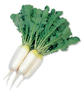 小太りくん ペレットコート5千粒PC 大根 ダイコン だいこん 雪印種苗 【雪印種苗 種 たね タネ 】【通常5倍 5のつく日はポイント10倍対象外商品ポイント3倍固定商品】