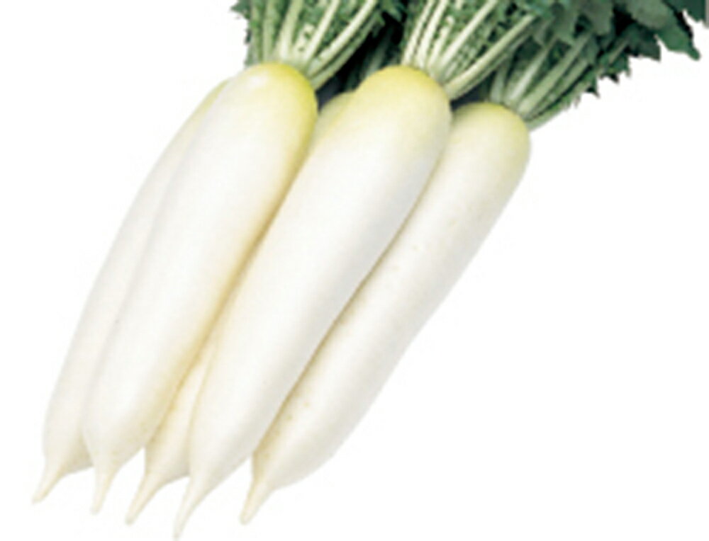 晩抽喜太一 ペレットコート5千粒PC 大根 ダイコン だいこん 雪印種苗 【雪印種苗 種 たね タネ 】【通常5倍 5のつく日はポイント10倍対象外商品ポイント3倍固定商品】