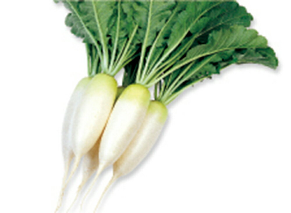 葉根っ子 フィルムコート5千粒 大根 ダイコン だいこん 雪印種苗 【雪印種苗 種 たね タネ 】【通常5倍 5のつく日はポイント10倍対象外商品ポイント3倍固定商品】