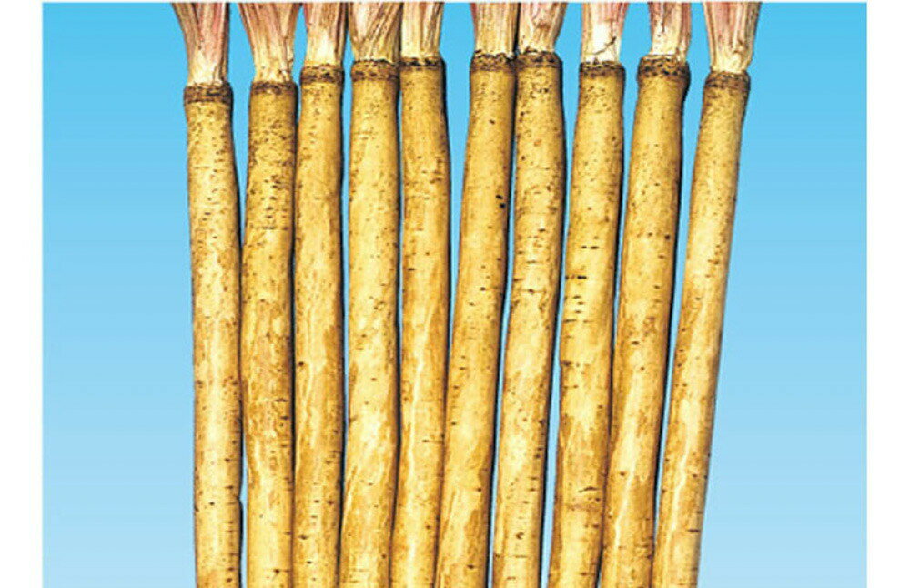 収量性が良い、春まき・秋まき兼用品種