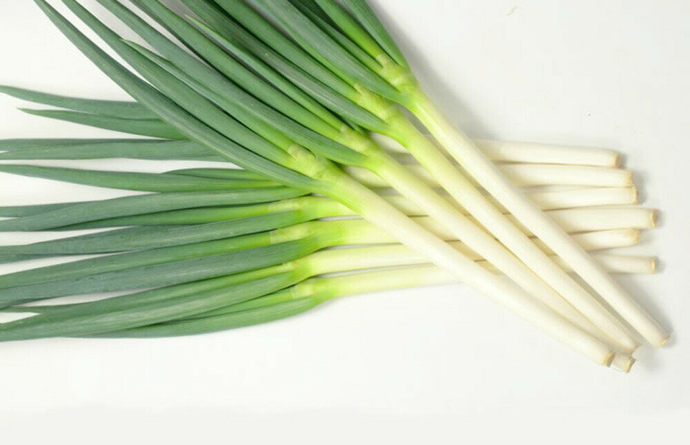 龍美（UE-111） 1dl 葱 ネギ ねぎ ウエキ交配 横浜植木 【横浜植木 種 たね タネ 】【通常5倍 5のつく日はポイント10倍】