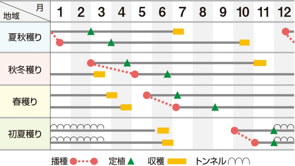 龍まさり 1dl 葱 ネギ ねぎ ウエキ交配 横浜植木 【横浜植木 種 たね タネ 】【通常5倍 5のつく日はポイント10倍】 2