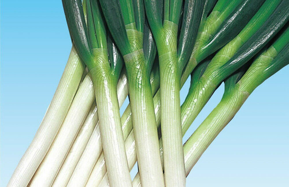 ����ϰ2�� 2L������6��γ Ǭ �ͥ� �ͤ� ���������� ���Ϳ��� �ڲ��Ϳ��� �� ���� ���� �ۡ��̾�5�� 5�ΤĤ����ϥݥ����10�ܡ�