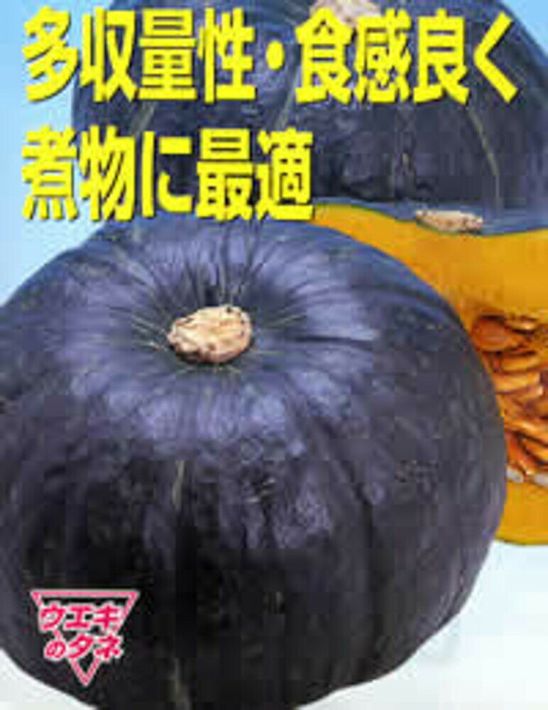 樂天商城 - 煮たろう 1dl 南瓜 カボチャ かぼちゃ ウエキ交配 横浜植木 【横浜植木 種 たね タネ 】【通常5倍 5のつく日はポイント10倍】
