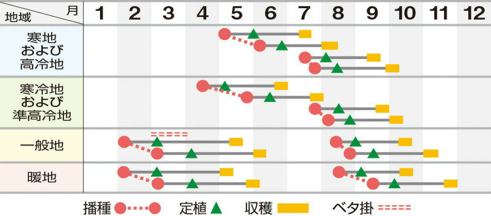 ラプトル 20ml レタス ウエキ育成 横浜植木 【横浜植木 種 たね タネ 】【通常5倍 ...