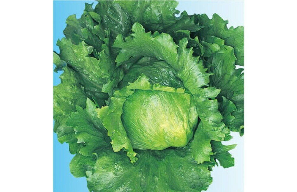 ���㥹�ѡ� L������5��γ �쥿�� ���������� ���Ϳ��� �ڲ��Ϳ��� �� ���� ���� �ۡ��̾�5�� 5�ΤĤ����ϥݥ����10�ܡ�