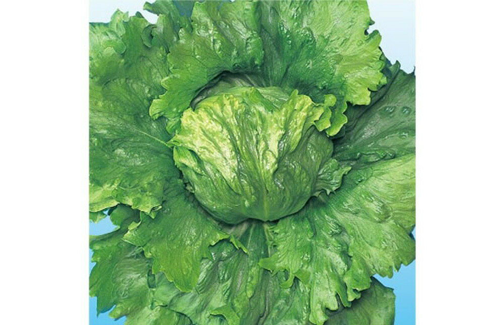 �֥ꥶ���� L������5��γ �쥿�� ���������� ���Ϳ��� �ڲ��Ϳ��� �� ���� ���� �ۡ��̾�5�� 5�ΤĤ����ϥݥ����10�ܡ�