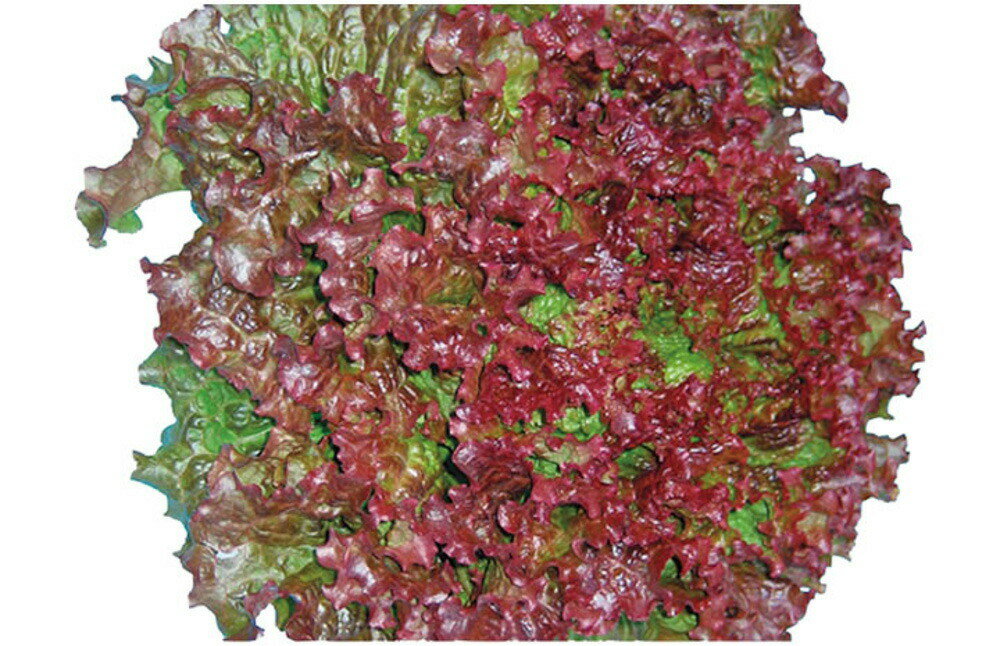 キュアレッド1号 Lコート5千粒 レタス ウエキ育成 横浜植木 【横浜植木 種 たね タネ 】【通常5倍 5の..