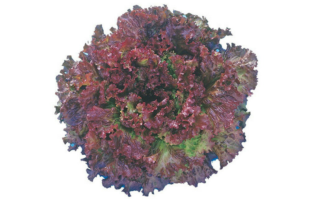 ���ꥵ���ե�å� L������5��γ �쥿�� ���������� ���Ϳ��� �ڲ��Ϳ��� �� ���� ���� �ۡ��̾�5�� 5�ΤĤ����ϥݥ����10�ܡ�