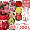 母の日 カーネーション 5号 鉢 花 鉢植え 9色から選べるカーネーション 5号鉢 母の日ギフト 花鉢 生花 母の日2025 母の日オリジナルメッセージカード ...