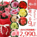 母の日 カーネーション 5号 鉢 花 鉢植え 9色から選べるカーネーション 5号鉢 母の日ギフト 花鉢 生花 母の日2025 母の日オリジナルメッセージカード ...
