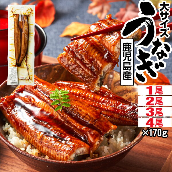 蒲焼き うなぎ 【ポイント2倍 最短当日出荷】 国産 鰻 170g 1尾/2尾/3尾/4尾 蒲焼き 父の日 ギフト 鹿児島 大隅 ウナギ プレゼント 取り寄せ うなぎ蒲焼き 冷凍 unagi 国産うなぎ 蒲焼 土用の丑の日