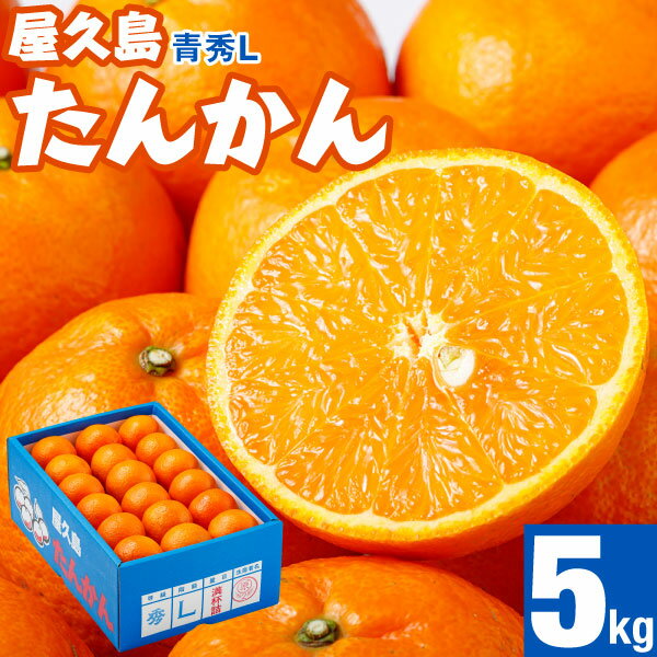 たんかん 屋久島 産 5kg 青秀 Lサイズ 濃厚な甘さ 屋久島たんかん 旬の果物 送料無料 傷あり 秀品 化粧箱入 家庭用 みかん 柑橘 フルーツ 果物 くだもの 旬のフルーツ 満杯詰 鹿児島県 屋久島町 特産品 最短3/9以降出荷