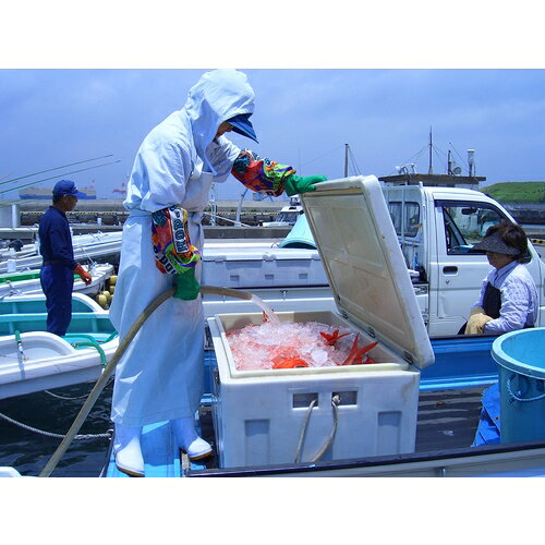 住設プロ 楽天市場店の【別途送料あり】ダイライト　保冷容器　クールボックス　120L　ホワイト　【品番：COOLBOX120】｜アングル2