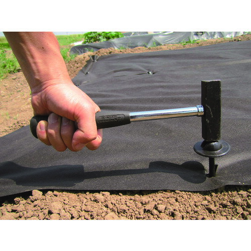 ���ӥˡ����DAIM�ˡ����𥷡��Ȳ������ԥ�15cm��50�����ꡡ�����֡�39287��