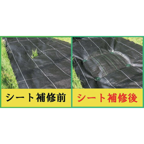 ���Υ٥å�����Dio�ˡ����𥷡����佤���åȡ������֡�252348��