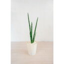 グリーンクロス 人工樹木/人工観葉植物 サンセベリア 【品番:6300028785】