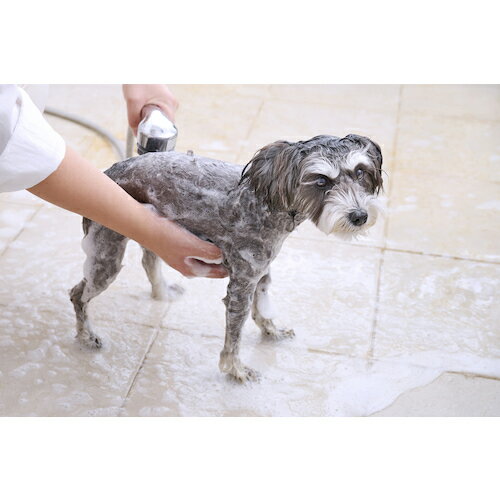 �����ꥹ������ޡ�IRIS��104656���ȥ꡼�ȥ��ȥ��󥷥��ס����ܥ��˥��륽���פι�ꡡ�����֡�P-TS400��