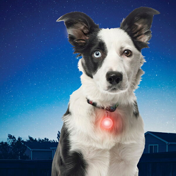 �ڥ᡼�����б���NITE IZE�ʥʥ��ȥ������ˡ����ݥåȥ�åȡ���åɡ������֡�PSLG-10-R6��NI01256�ˡ�