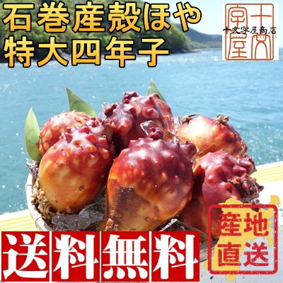 三陸 石巻産 朝獲り 殻付き 金華ほや 4kg以上保証！ 特大サイズ 15玉前後 300～400g( ...